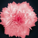Illustration for article titled This Is Not a Flower
